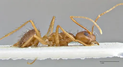 Nylanderia helleri - FOCOL2722