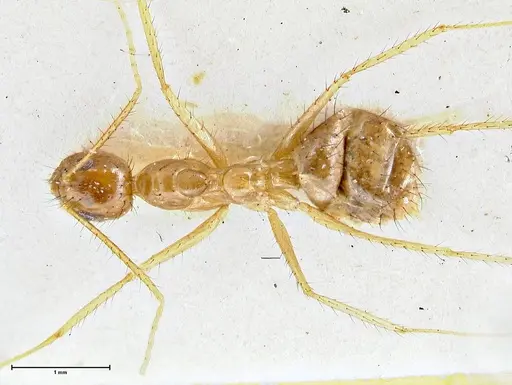 Nylanderia helleri - FOCOL2723
