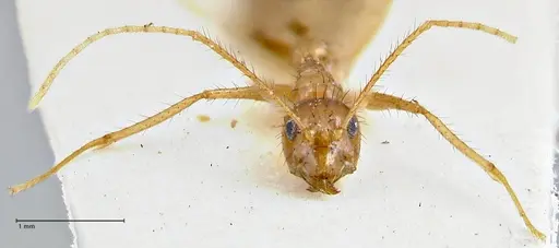 Nylanderia helleri - FOCOL2723