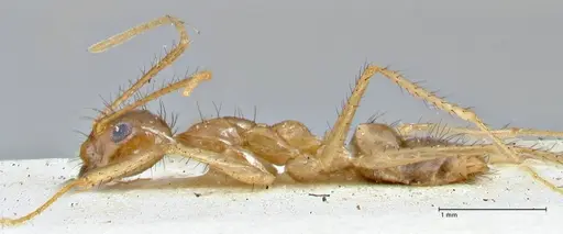 Nylanderia helleri - FOCOL2723