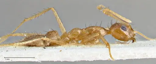 Nylanderia helleri - FOCOL2723