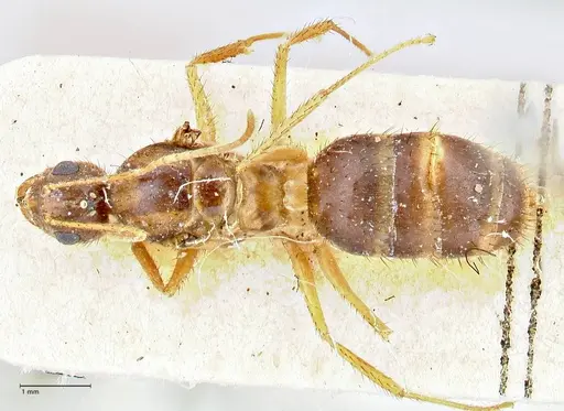 Nylanderia helleri - FOCOL2724