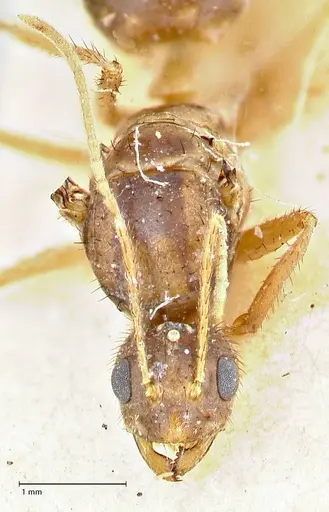 Nylanderia helleri - FOCOL2724