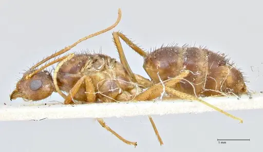 Nylanderia helleri - FOCOL2724