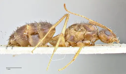 Nylanderia helleri - FOCOL2724