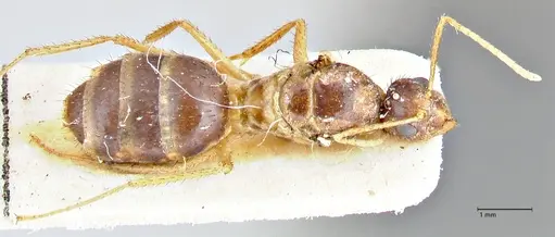 Nylanderia helleri - FOCOL2725