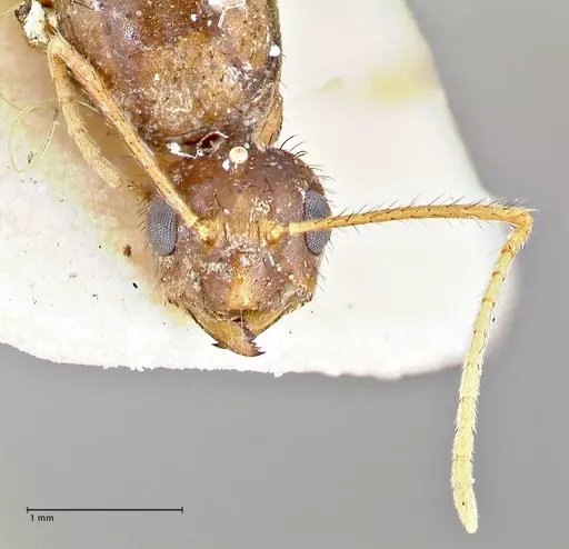 Nylanderia helleri - FOCOL2725