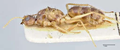 Nylanderia helleri - FOCOL2725