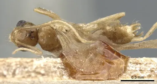 Nylanderia hubrechti specimen