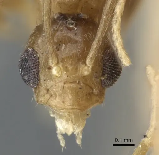 Nylanderia hubrechti specimen