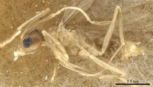 Nylanderia hubrechti specimen