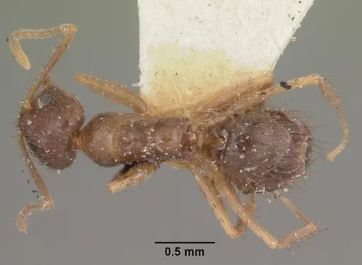 Nylanderia humbloti specimen