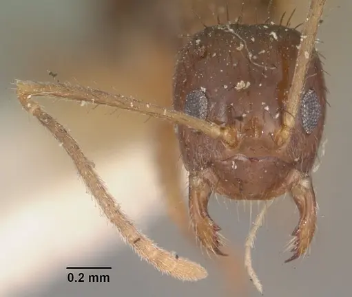 Nylanderia humbloti specimen