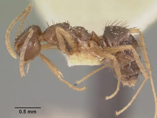 Nylanderia humbloti specimen