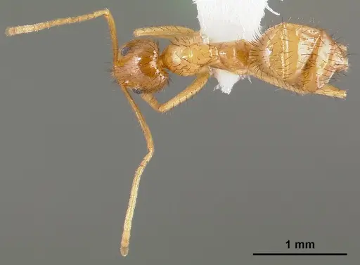 Nylanderia hystrix specimen