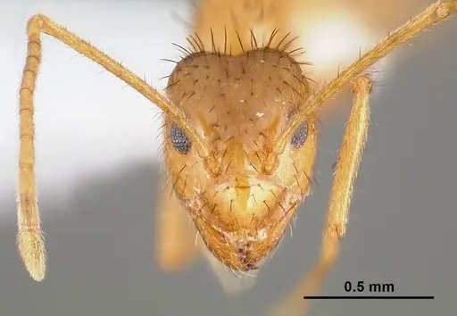 Nylanderia hystrix specimen