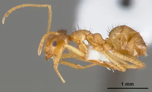 Nylanderia hystrix specimen