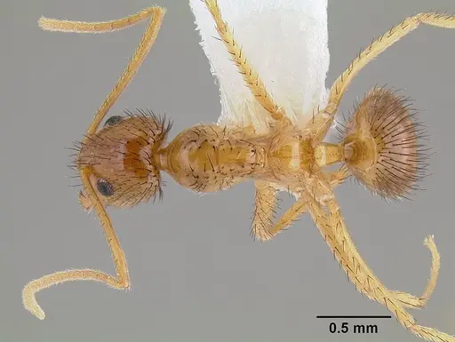 Nylanderia hystrix - CASENT0106037