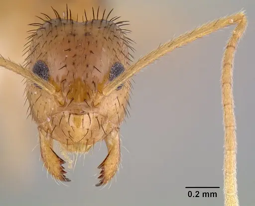 Nylanderia hystrix - CASENT0106037