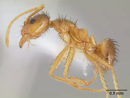 Nylanderia hystrix - CASENT0106037