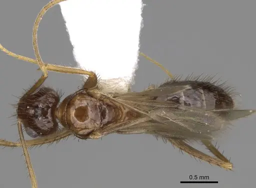 Nylanderia hystrix - CASENT0106724