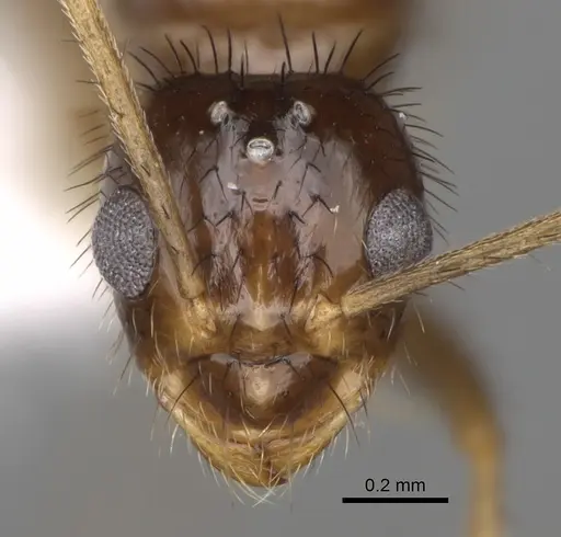 Nylanderia hystrix - CASENT0106724