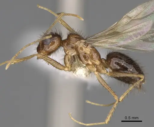 Nylanderia hystrix - CASENT0106724