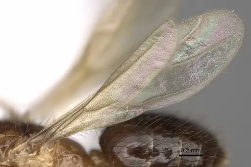 Nylanderia hystrix - CASENT0106724