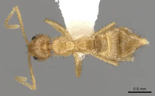 Nylanderia hystrix - CASENT0280572