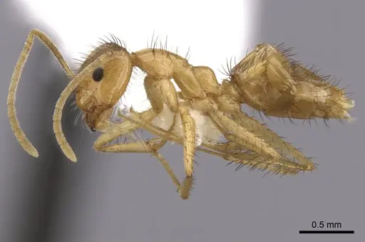 Nylanderia hystrix - CASENT0280572