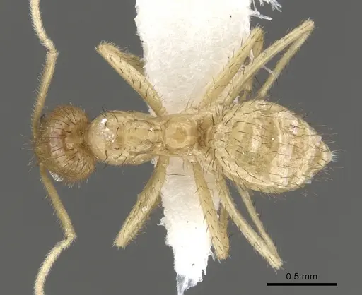 Nylanderia hystrix - CASENT0903133