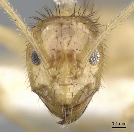 Nylanderia hystrix - CASENT0903133