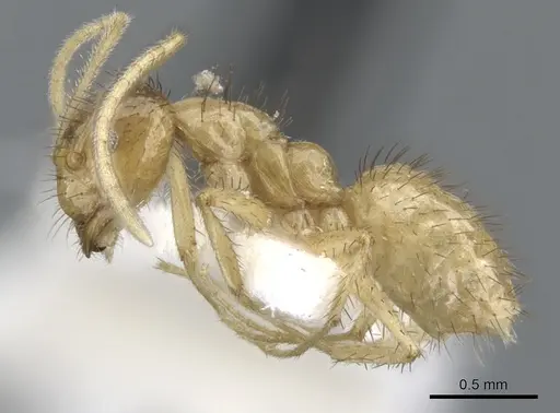 Nylanderia hystrix - CASENT0903133