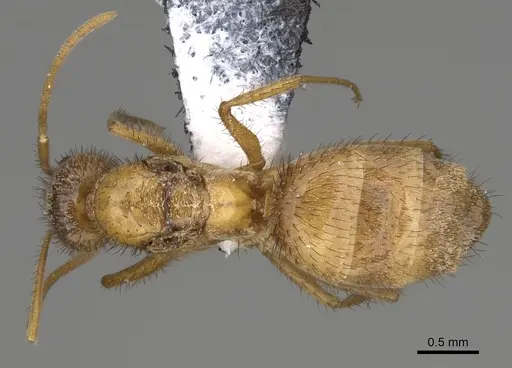 Nylanderia hystrix - USNMENT00751406