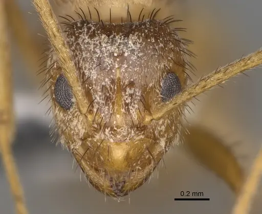 Nylanderia hystrix - USNMENT00751406