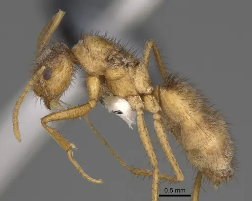 Nylanderia hystrix - USNMENT00751406