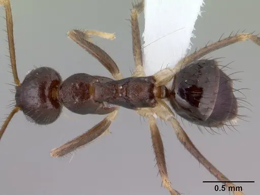 Nylanderia impolita specimen