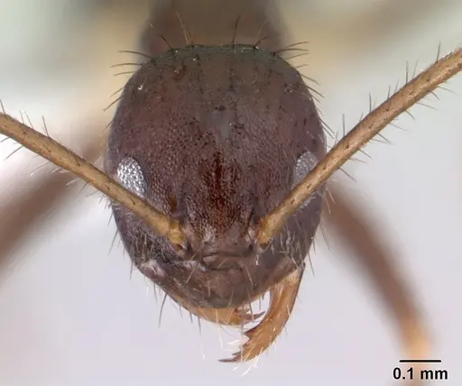 Nylanderia impolita specimen