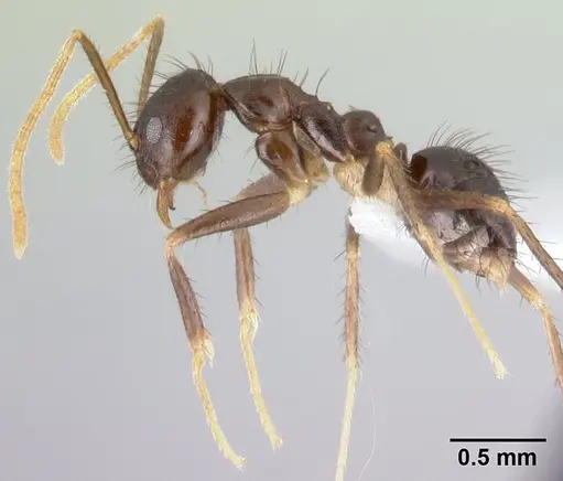 Nylanderia impolita specimen