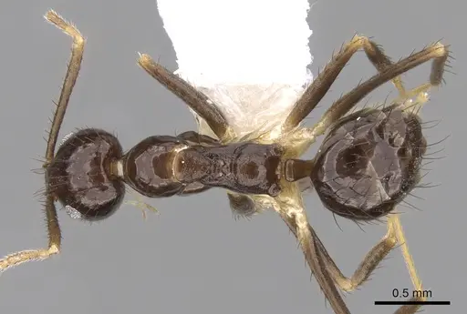 Nylanderia impolita - CASENT0281155