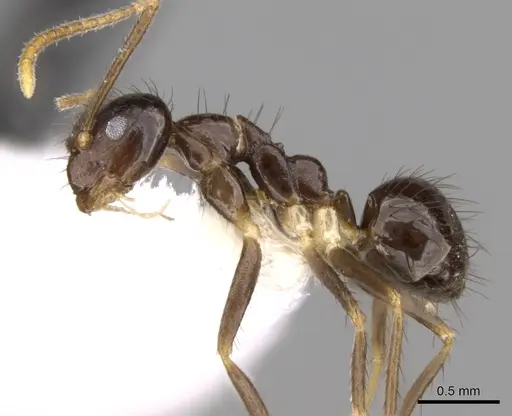 Nylanderia impolita - CASENT0281155