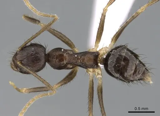 Nylanderia impolita - CASENT0317039