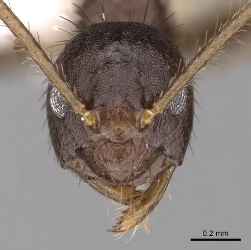 Nylanderia impolita - CASENT0317039