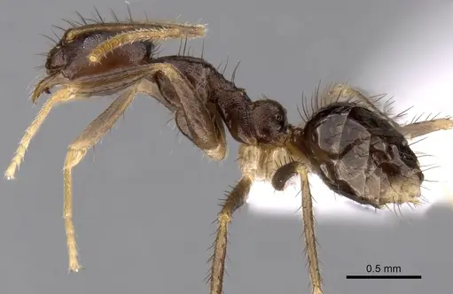 Nylanderia impolita - CASENT0317039