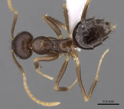 Nylanderia impolita - CASENT0405304