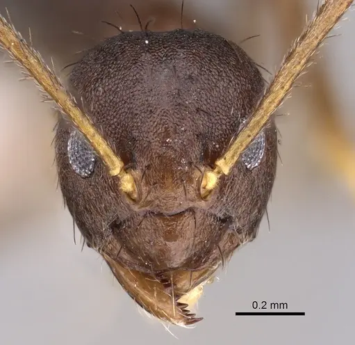 Nylanderia impolita - CASENT0405304