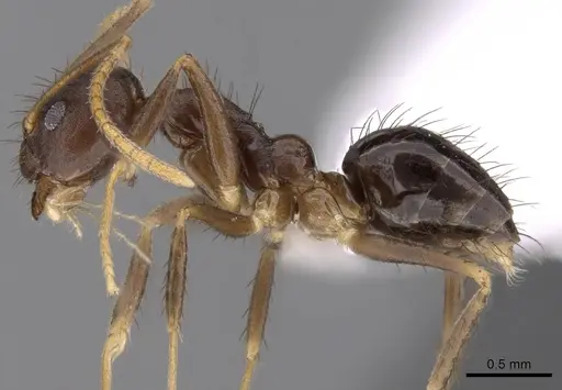 Nylanderia impolita - CASENT0405304