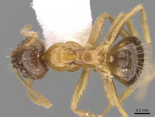 Nylanderia indica specimen