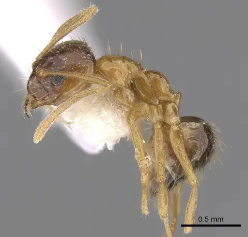 Nylanderia indica specimen