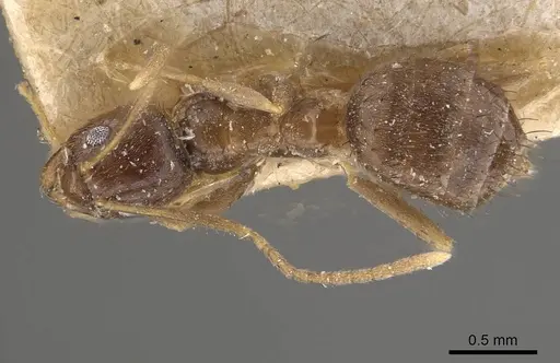 Nylanderia indica - CASENT0911008